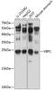 VHL Binding Protein 1 antibody, A08073, Boster Biological Technology, Western Blot image 