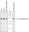Lactate Dehydrogenase A antibody, AF7304, R&D Systems, Western Blot image 
