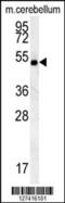 Shisa Family Member 7 antibody, 62-058, ProSci, Western Blot image 