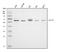 Lysine Acetyltransferase 5 antibody, A01393-3, Boster Biological Technology, Western Blot image 