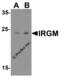 Immunity Related GTPase M antibody, 4545, ProSci, Western Blot image 