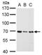 RecQ Like Helicase antibody, GTX100084, GeneTex, Western Blot image 