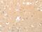 Tenascin XB antibody, MBS2517557, MyBioSource, Immunohistochemistry frozen image 