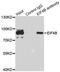 Eukaryotic Translation Initiation Factor 4B antibody, LS-C334046, Lifespan Biosciences, Immunoprecipitation image 