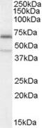 Ribosomal Oxygenase 1 antibody, MBS421523, MyBioSource, Western Blot image 