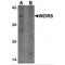 WD Repeat Domain 5 antibody, MBS151253, MyBioSource, Western Blot image 