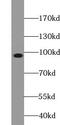 Zinc Finger Protein 366 antibody, FNab09691, FineTest, Western Blot image 