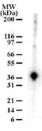 DNA-(apurinic or apyrimidinic site) lyase antibody, GTX13902, GeneTex, Western Blot image 