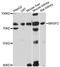 Methenyltetrahydrofolate Synthetase antibody, STJ114643, St John