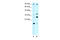 Poly(ADP-Ribose) Polymerase Family Member 11 antibody, 27-943, ProSci, Western Blot image 