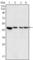 Mitogen-Activated Protein Kinase Kinase 2 antibody, abx011107, Abbexa, Western Blot image 