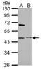 MAP3K12 Binding Inhibitory Protein 1 antibody, NBP2-17219, Novus Biologicals, Western Blot image 