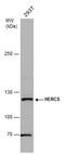 HECT And RLD Domain Containing E3 Ubiquitin Protein Ligase 5 antibody, GTX130167, GeneTex, Western Blot image 