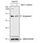 Arginase 1 antibody, NBP1-32731, Novus Biologicals, Western Blot image 