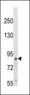 Neurotrophic Receptor Tyrosine Kinase 1 antibody, MBS9206963, MyBioSource, Western Blot image 