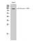 Aryl Hydrocarbon Receptor antibody, LS-C381311, Lifespan Biosciences, Western Blot image 