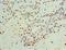 Interferon Gamma Receptor 1 antibody, LS-C375948, Lifespan Biosciences, Immunohistochemistry frozen image 