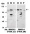 Deltex E3 Ubiquitin Ligase 3L antibody, orb67181, Biorbyt, Western Blot image 