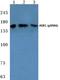 Mitogen-Activated Protein Kinase Kinase Kinase 5 antibody, A00929S966, Boster Biological Technology, Western Blot image 