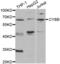 Cytochrome B-245 Beta Chain antibody, abx001378, Abbexa, Western Blot image 