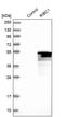 RIB43A Domain With Coiled-Coils 1 antibody, PA5-54471, Invitrogen Antibodies, Western Blot image 