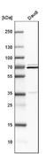 Synaptotagmin Binding Cytoplasmic RNA Interacting Protein antibody, NBP2-34068, Novus Biologicals, Western Blot image 