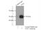 Proto-oncogene tyrosine-protein kinase Yes antibody, 20243-1-AP, Proteintech Group, Immunoprecipitation image 