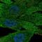 Apolipoprotein D antibody, HPA040520, Atlas Antibodies, Immunofluorescence image 