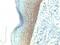 Cadherin 1 antibody, 33-685, ProSci, Immunohistochemistry paraffin image 