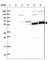 Tripartite Motif Containing 7 antibody, HPA039213, Atlas Antibodies, Western Blot image 