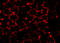 MIMP antibody, A05288, Boster Biological Technology, Immunofluorescence image 