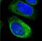 FXYD Domain Containing Ion Transport Regulator 5 antibody, NBP1-82486, Novus Biologicals, Immunofluorescence image 