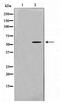 AarF Domain Containing Kinase 1 antibody, TA347651, Origene, Western Blot image 