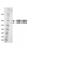 Synaptotagmin Binding Cytoplasmic RNA Interacting Protein antibody, MBS375023, MyBioSource, Western Blot image 