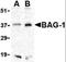 BCL2 Associated Athanogene 1 antibody, orb87288, Biorbyt, Western Blot image 