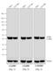 Rabbit IgG Fc antibody, A16116, Invitrogen Antibodies, Western Blot image 