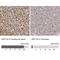 Zinc Finger Protein 133 antibody, NBP1-80914, Novus Biologicals, Immunohistochemistry paraffin image 