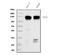 Prominin 1 antibody, M01767-4, Boster Biological Technology, Western Blot image 