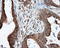 Lipase G, Endothelial Type antibody, LS-C115090, Lifespan Biosciences, Immunohistochemistry frozen image 