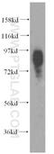 SLC20A1 antibody, 12423-1-AP, Proteintech Group, Western Blot image 