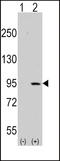 Discoidin Domain Receptor Tyrosine Kinase 1 antibody, LS-C100877, Lifespan Biosciences, Western Blot image 