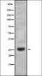 Ubiquitin Domain Containing 2 antibody, orb337529, Biorbyt, Western Blot image 