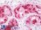 Cystatin C antibody, LS-C211196, Lifespan Biosciences, Immunohistochemistry paraffin image 