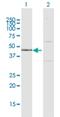 Inositol Polyphosphate Multikinase antibody, H00253430-D01P, Novus Biologicals, Western Blot image 