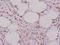 Platelet And Endothelial Cell Adhesion Molecule 1 antibody, A01513T709, Boster Biological Technology, Immunohistochemistry frozen image 