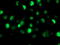 SAM And HD Domain Containing Deoxynucleoside Triphosphate Triphosphohydrolase 1 antibody, LS-C172498, Lifespan Biosciences, Immunofluorescence image 