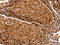 Serpin Family A Member 3 antibody, CSB-PA808693, Cusabio, Immunohistochemistry frozen image 