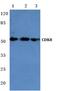 Cyclin Dependent Kinase 8 antibody, PA5-75231, Invitrogen Antibodies, Western Blot image 