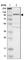 TSH1 antibody, HPA006982, Atlas Antibodies, Western Blot image 