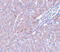 LYR motif-containing protein 1 antibody, 5659, ProSci, Immunohistochemistry frozen image 